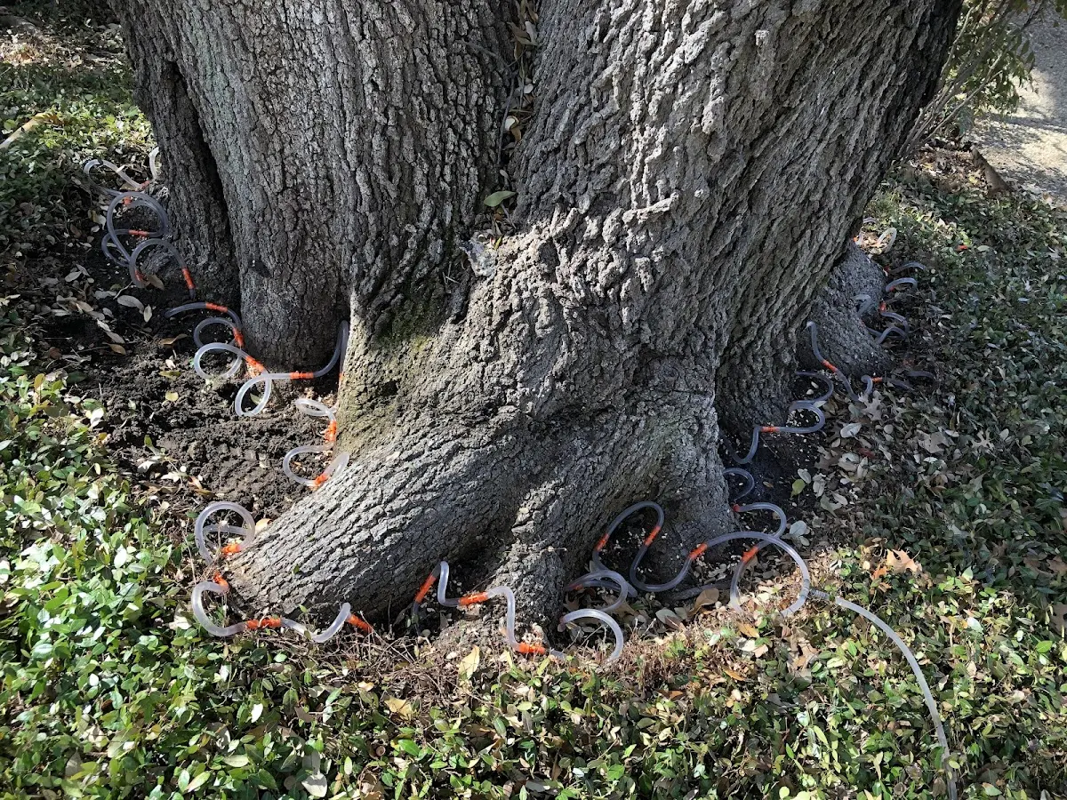 Detailed Tree Cabling and Bracing job site in Cedarville